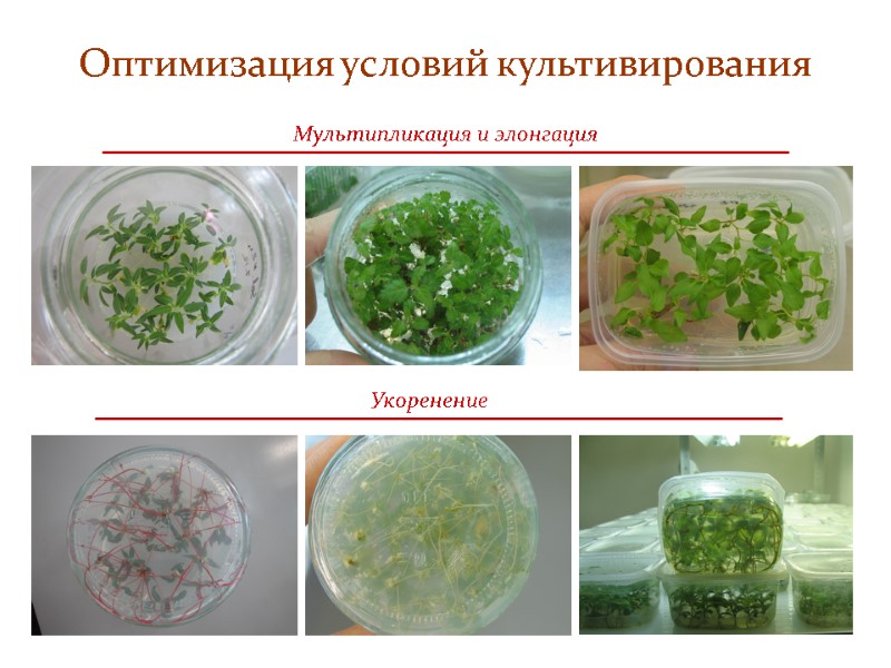 Оптимизация условий культивирования  Мультипликация и элонгация Укоренение